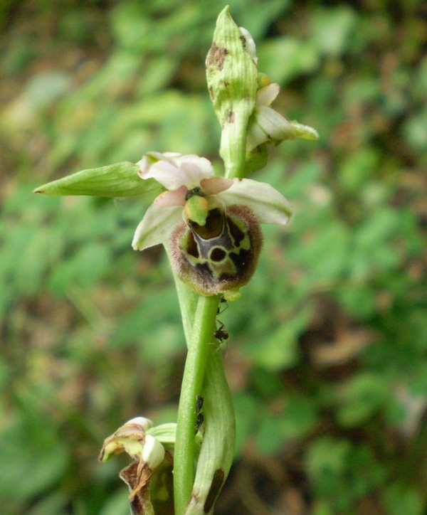 O.holosericea da confermare